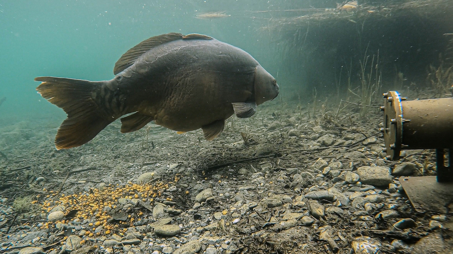 Live cam and carp_Gecomp.